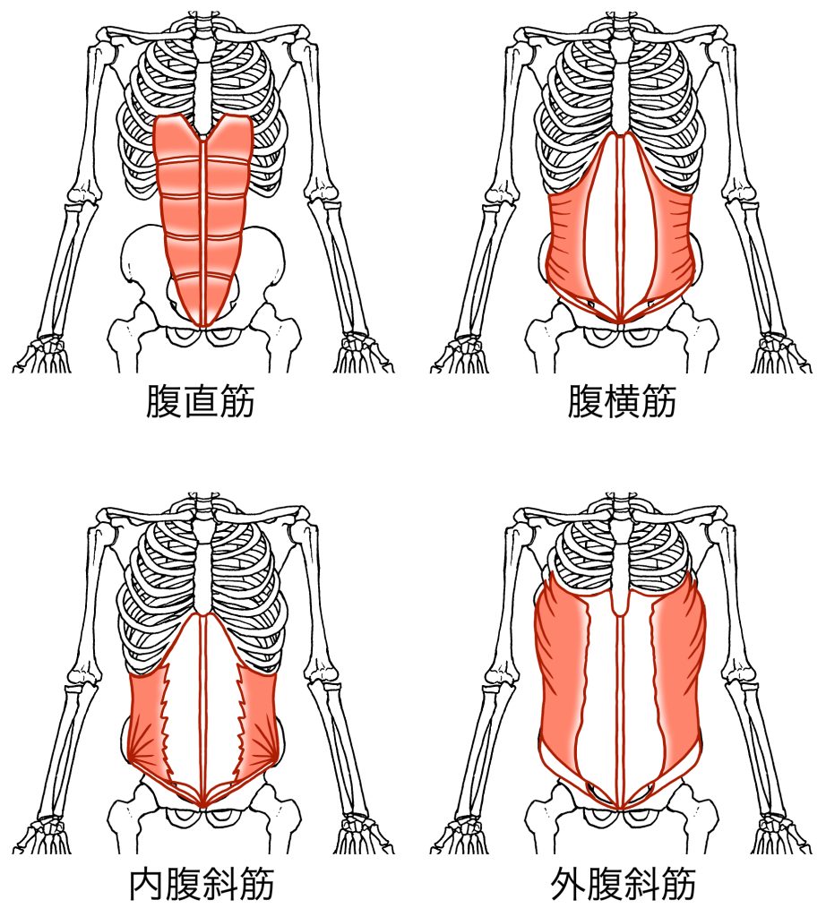 腹筋一覧