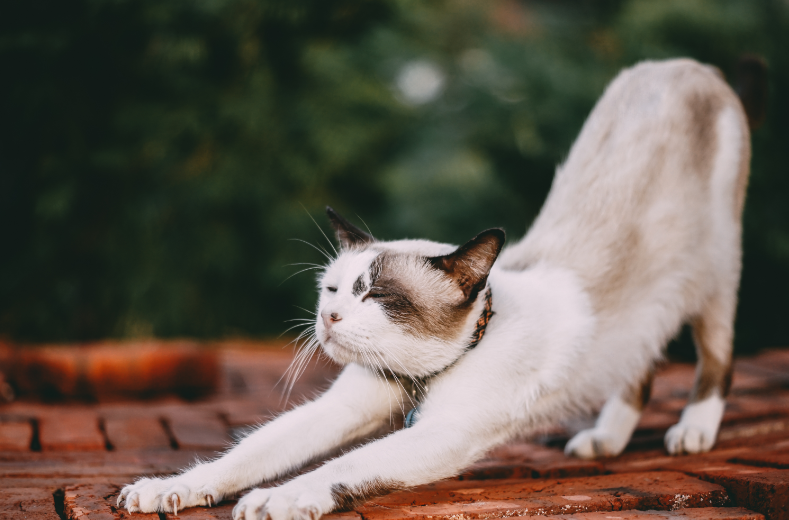 猫がストレッチをする様子